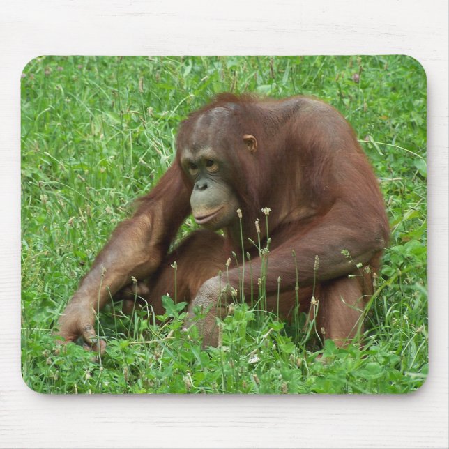 Orangutansittaporträtt Mousepad Musmatta (Framsidan)