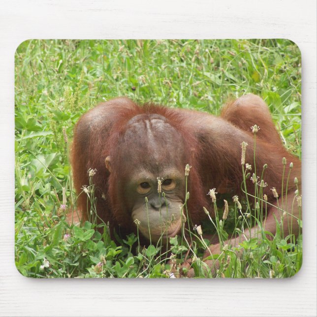 Orangutanskinn & sökanden Mousepad Musmatta (Framsidan)
