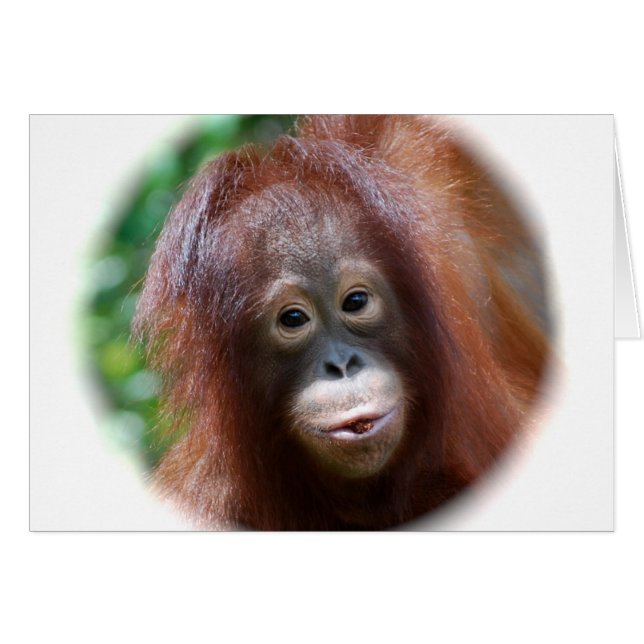 Orangutansmåbarn OBS Kort (Framsidan Horizontal)