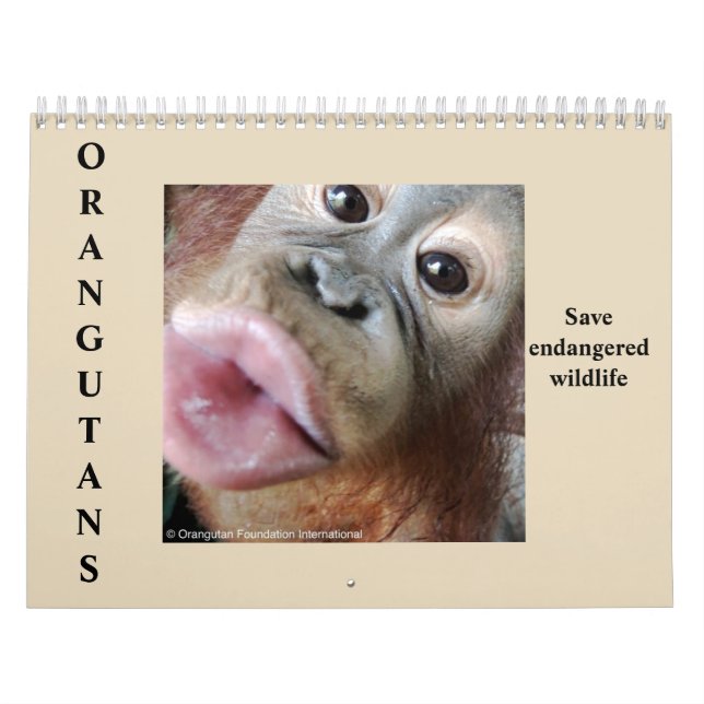 OrangutansRainforestdjurliv Kalender (Omslag)