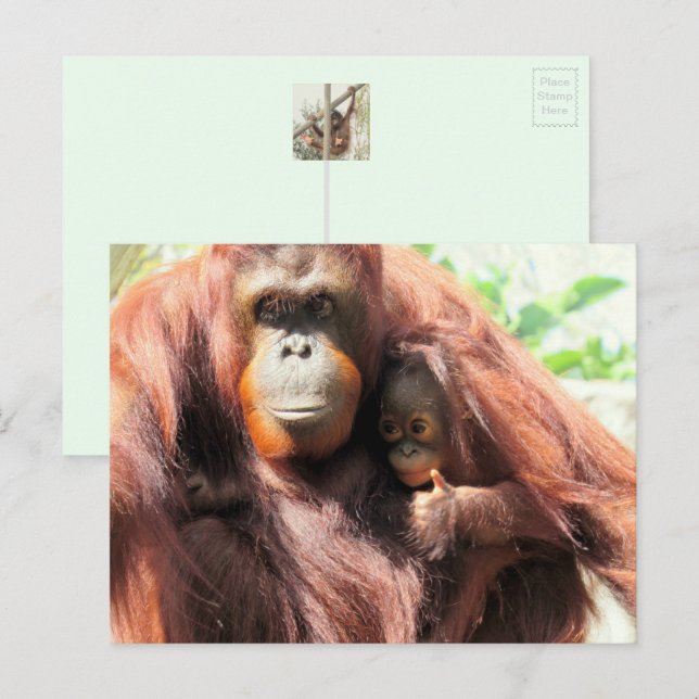 Orangutanvykort Helg Vykort (Fram/baksida)