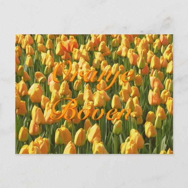 Oranje Boven Orange Tulips Vykort (Framsida)