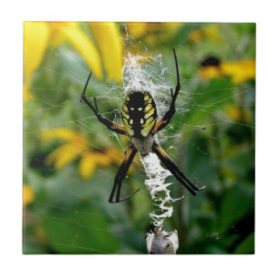 Orb Spider i Webben Kakelplatta