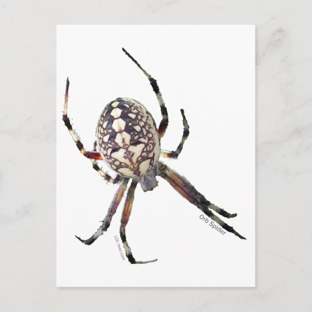 Orb Spider Vykort (Framsida)