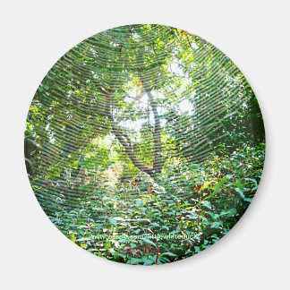 Orb-Spindelnät - Magnet