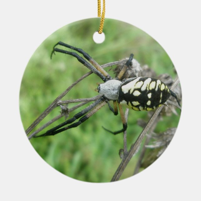 Orb Weaver Argiope aurantia jul Ornament (Framsidan)