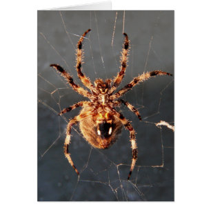 Orb Weaver Spider Hälsningskort