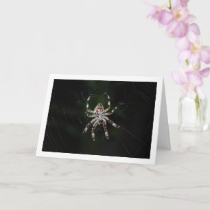Orb-weaver Spider Kort