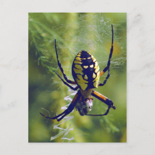 Orb Weaver Spider Photo Vykort