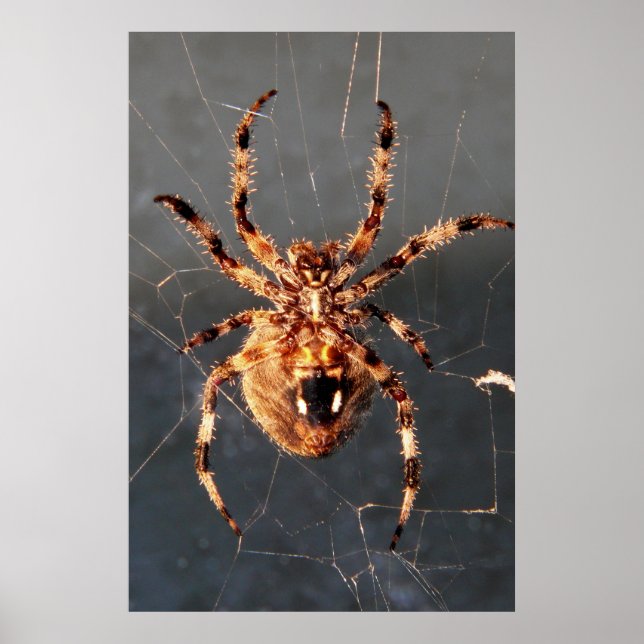 Orb Weaver Spider Poster (Framsidan)