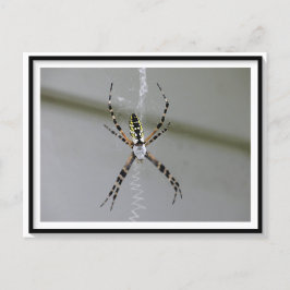Orb Weaver Spider-vykort Vykort