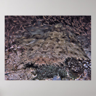 Orbitande shhiners och Wobbegong Poster