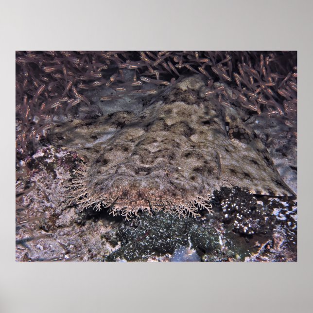 Orbitande shhiners och Wobbegong Poster (Framsidan)