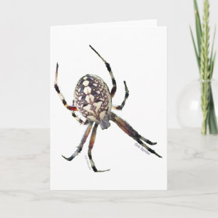 Orbspindel Kort