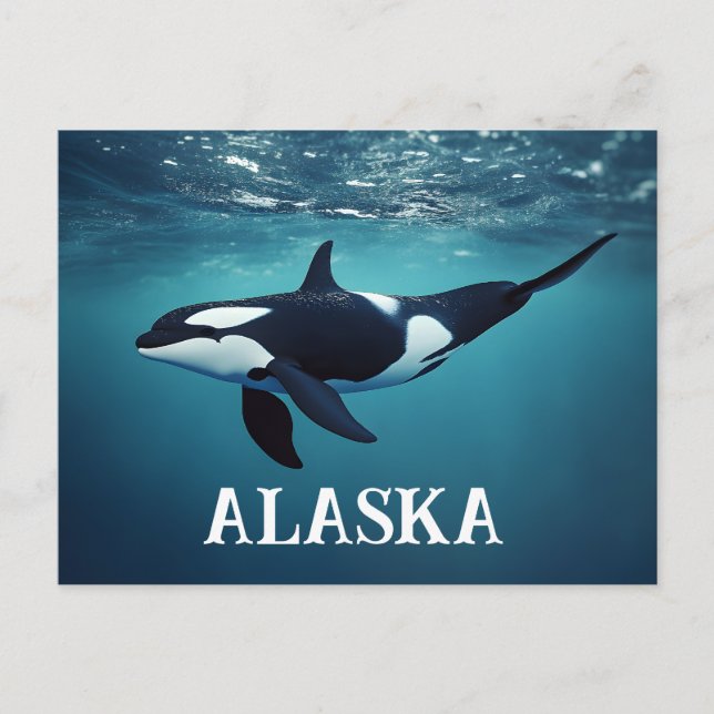 Orca Alaska Vykort (Framsida)