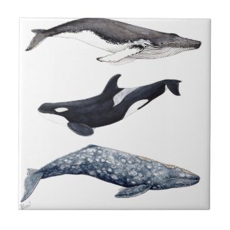 Orca, ballena jorobada y ballena gris kakelplatta