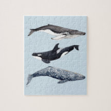 Orca, ballena jorobada y ballena gris