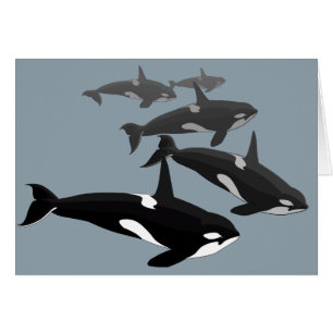 Orca Cards Personlig Killer Whale Art Cards Hälsningskort