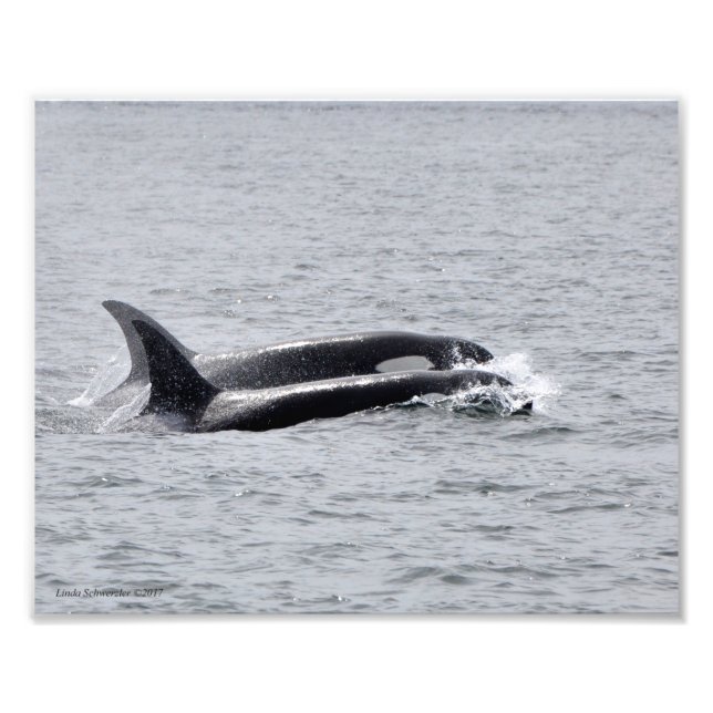 Orca Duo! Fototryck (Framsidan)
