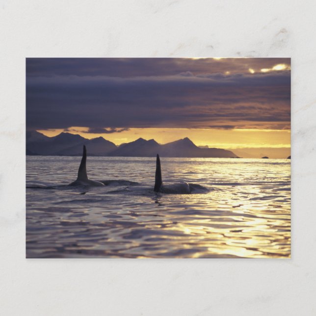 Orca eller Killer valales Vykort (Framsida)
