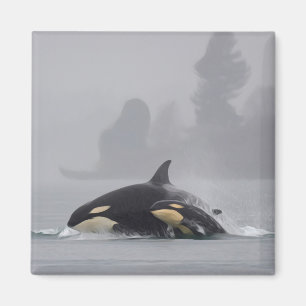 Orca Family Magnet