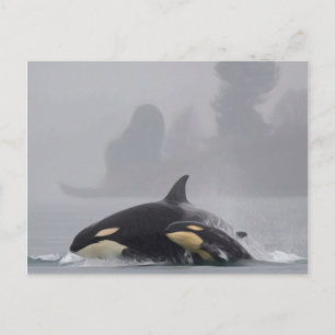 Orca Family Vykort