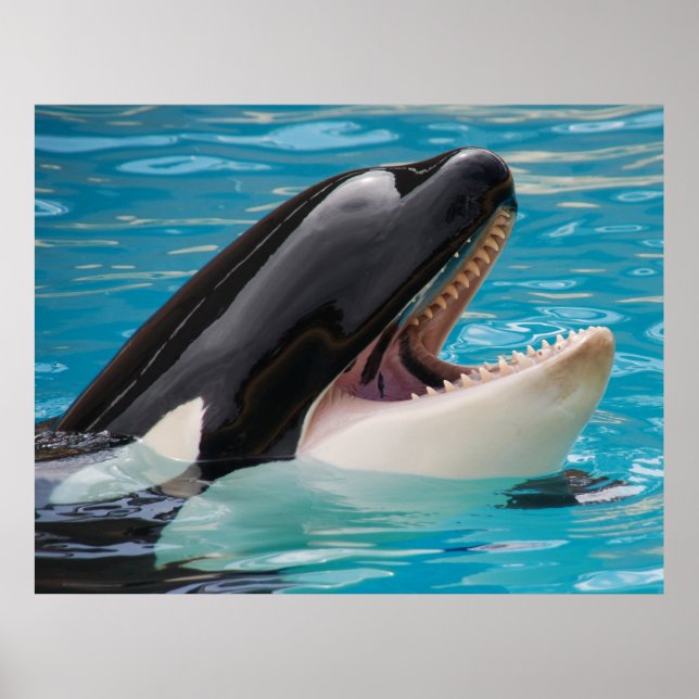 Orca, guldval poster (Framsidan)