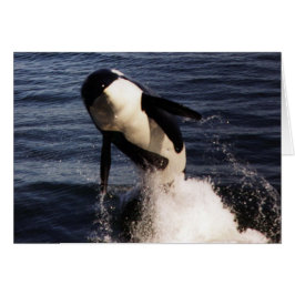 Orca Hälsningskort