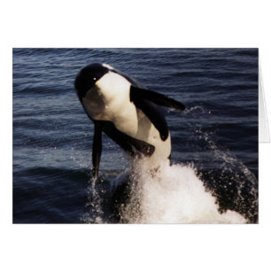 Orca Hälsningskort