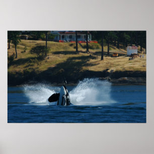Orca i de San Juan öarna Poster