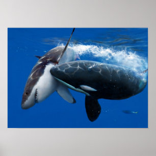 Orca jagar underbar vithaj poster