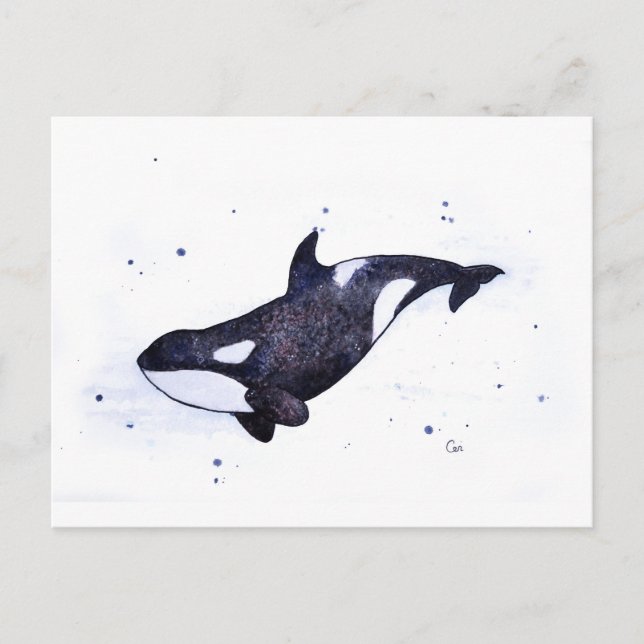 Orca Killer Valale illustration Vykort (Framsida)