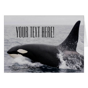 Orca Killer Whale Breaching Yta Anpassningsbar Tex Hälsningskort