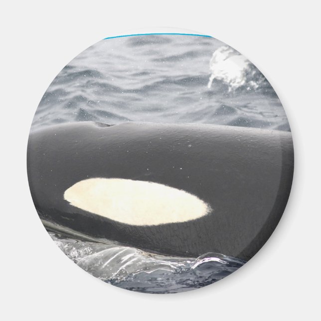 Orca Killer Whale Head - Oval Magnet (Framsidan)