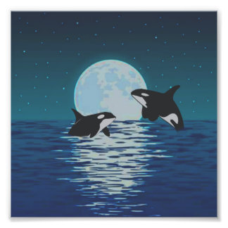 Orca Killer Whale Moonlight Fototryck