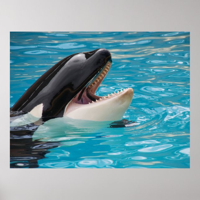 Orca, Killer Whale Poster (Framsidan)