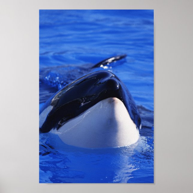 Orca Killer Whale Poster (Framsidan)