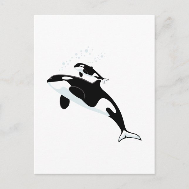 Orca Killer Whale Vykort (Framsida)