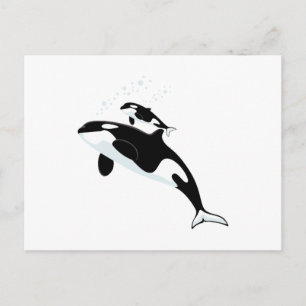 Orca Killer Whale Vykort