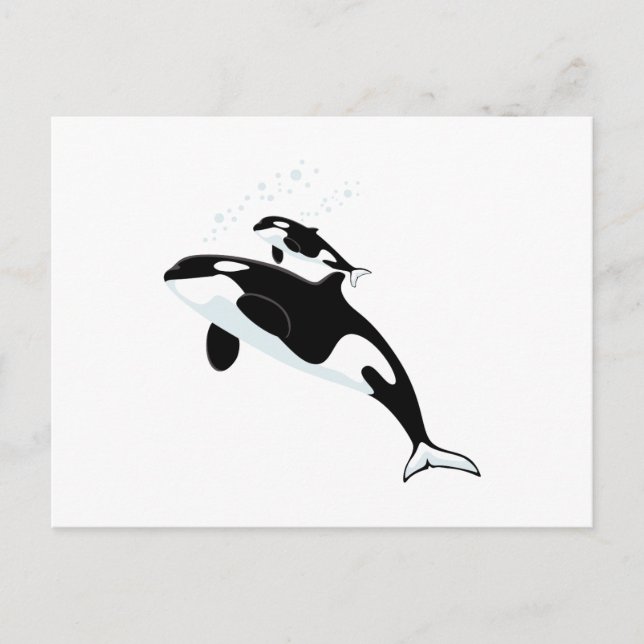Orca Killer Whale Vykort (Framsida)