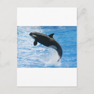 Orca Killer Whale Vykort
