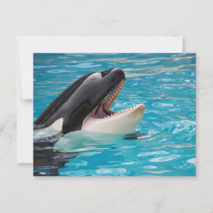 Orca, Killer Whale-vykort Vykort