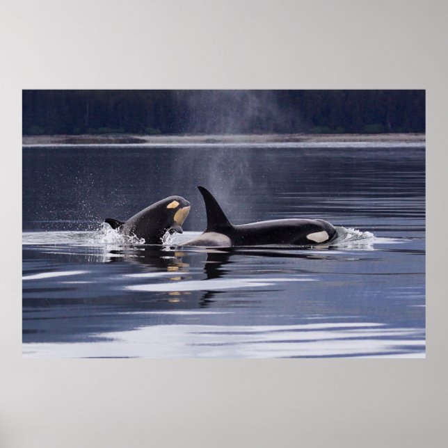Orca | Killer Whales Breaching Poster (Framsidan)