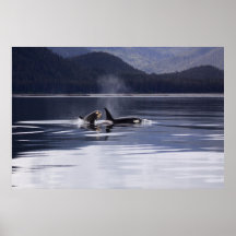 Orca | Killer Whales Breaching