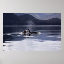 Orca | Killer Whales Breaching Poster