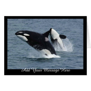 Orca Killer Whales lägger till ditt meddelande när Hälsningskort