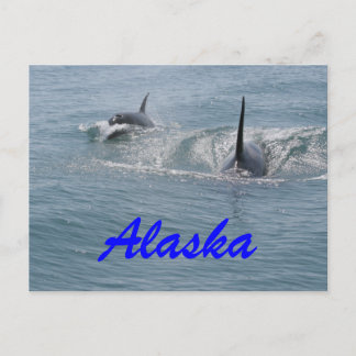 Orca och calf, Alaska Vykort