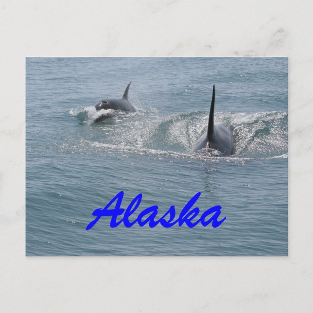 Orca och calf, Alaska Vykort (Framsida)