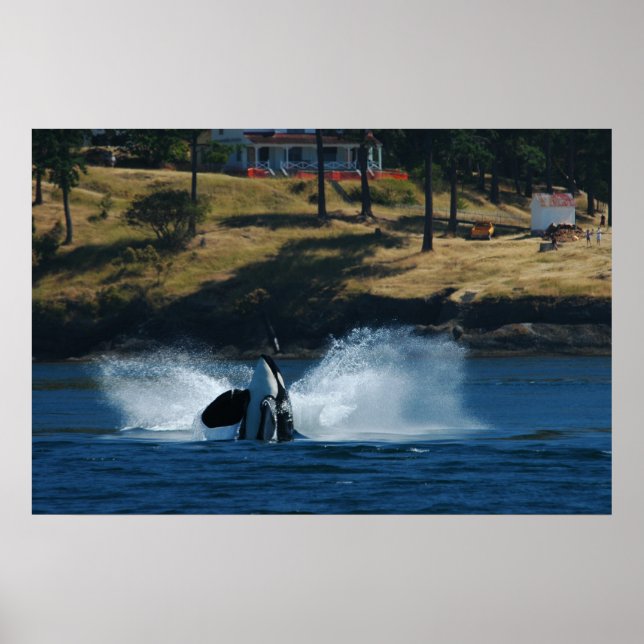 Orca på San Juan-öarna Poster (Framsidan)