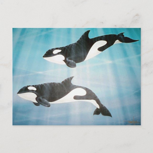 Orca Pair Vykort (Framsida)
